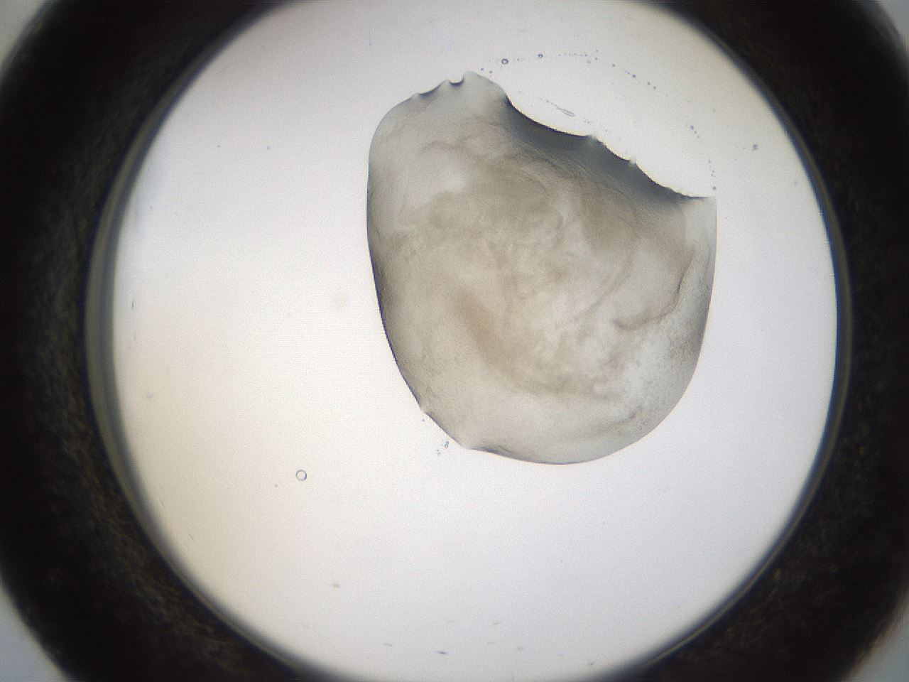 folderID231_plateID1231_batchID3778_wellNum51_profileID1_d2_r71796_ef.jpg
