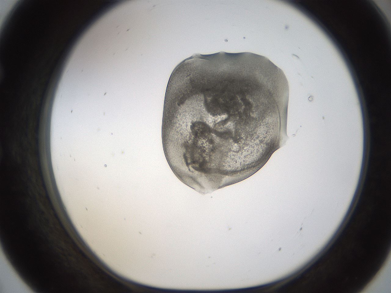 folderID236_plateID1236_batchID3800_wellNum55_profileID1_d1_r71896_ef.jpg
