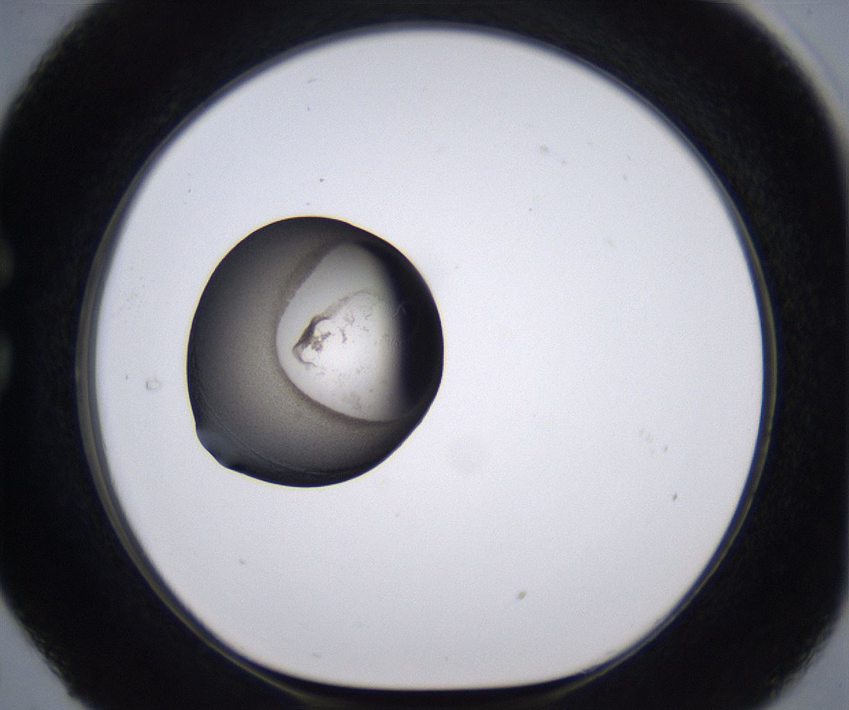folderID228_plateID2228_batchID10093_wellNum29_profileID1_d1_r152979_ef.jpg