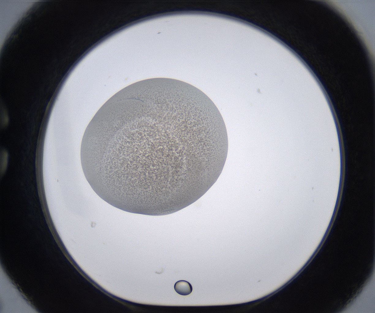 folderID228_plateID2228_batchID10093_wellNum30_profileID1_d1_r152981_ef.jpg