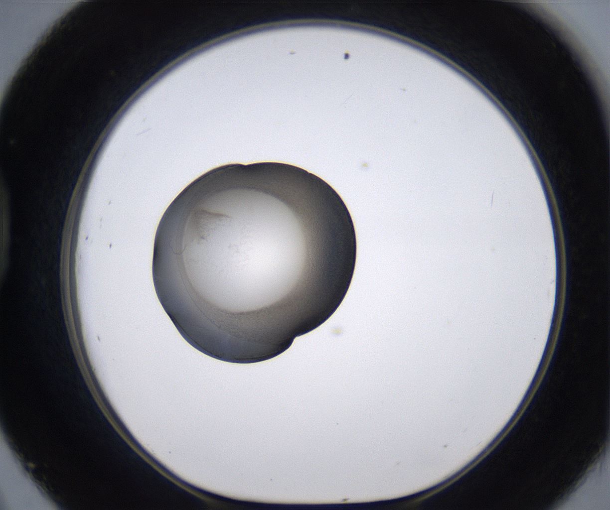 folderID228_plateID2228_batchID10093_wellNum45_profileID1_d1_r153011_ef.jpg