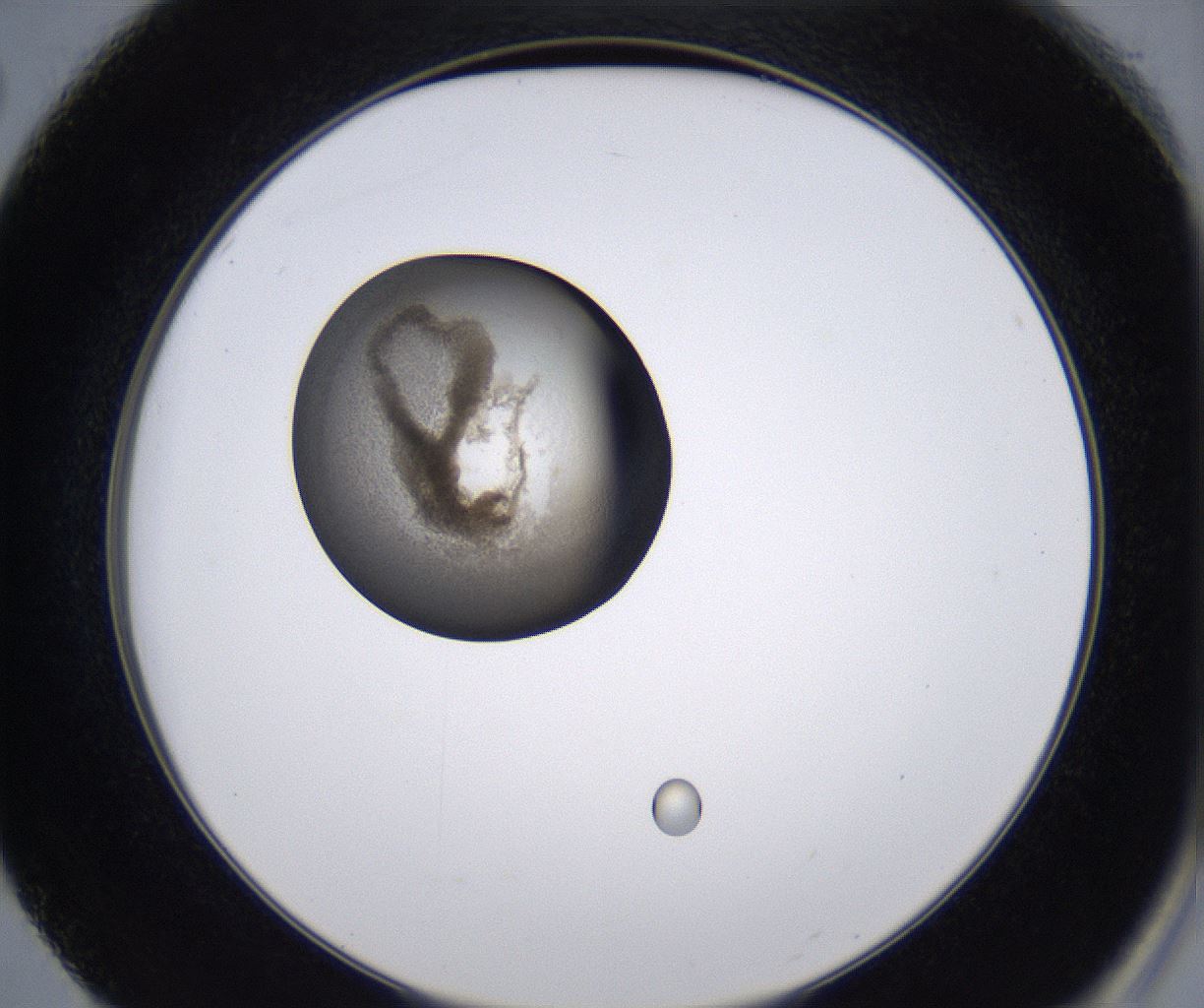 folderID228_plateID2228_batchID10093_wellNum50_profileID1_d2_r153022_ef.jpg