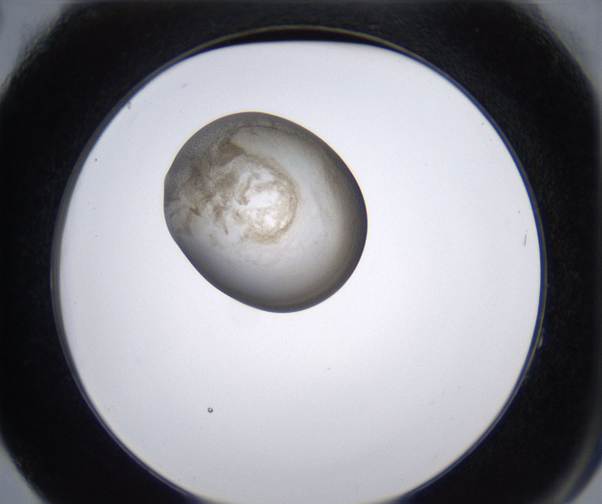 folderID228_plateID2228_batchID10093_wellNum64_profileID1_d2_r153050_ef.jpg