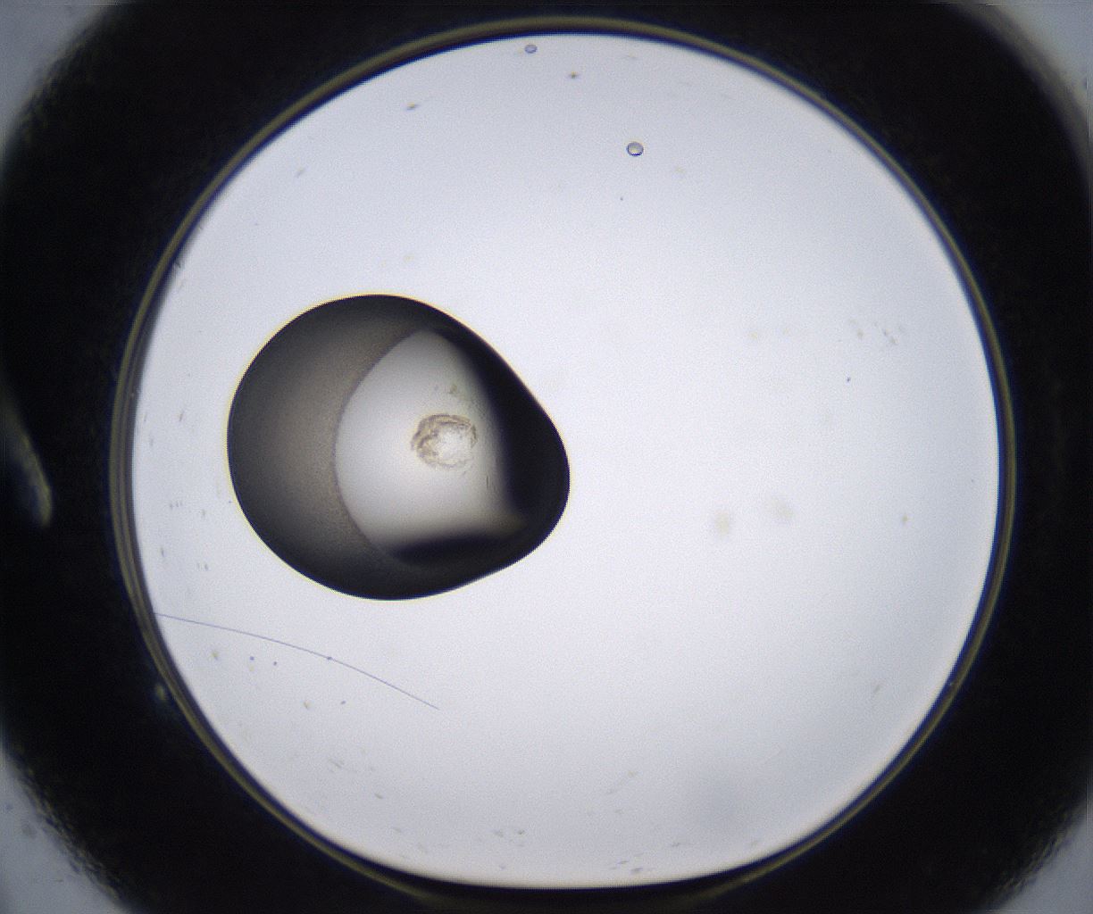 folderID228_plateID2228_batchID10093_wellNum9_profileID1_d1_r152939_ef.jpg