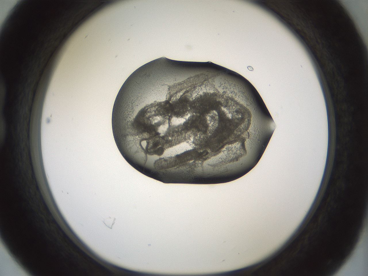 folderID229_plateID1229_batchID3781_wellNum16_profileID1_d1_r70415_ef.jpg