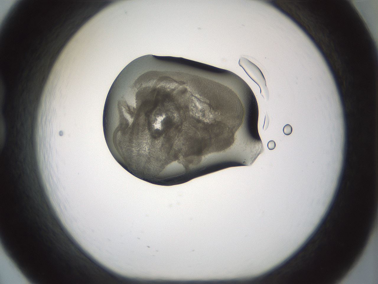 folderID229_plateID1229_batchID3781_wellNum20_profileID1_d1_r70419_ef.jpg