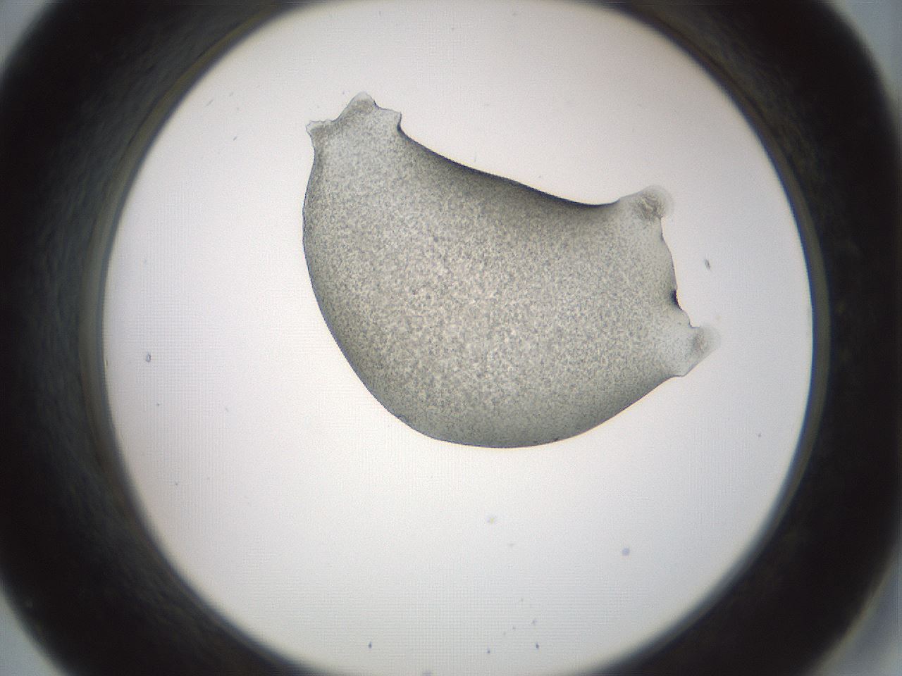 folderID229_plateID1229_batchID3781_wellNum20_profileID1_d2_r71573_ef.jpg