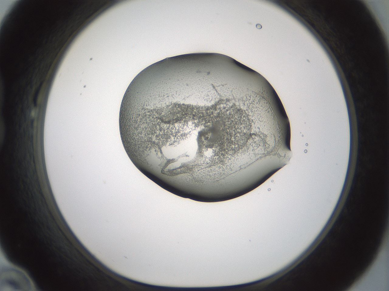 folderID229_plateID1229_batchID3781_wellNum22_profileID1_d1_r70421_ef.jpg