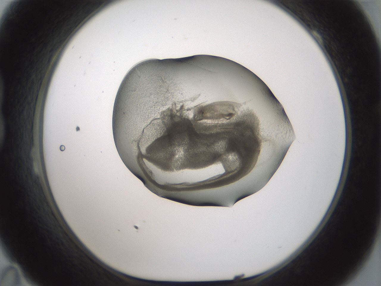 folderID229_plateID1229_batchID3781_wellNum23_profileID1_d1_r70422_ef.jpg