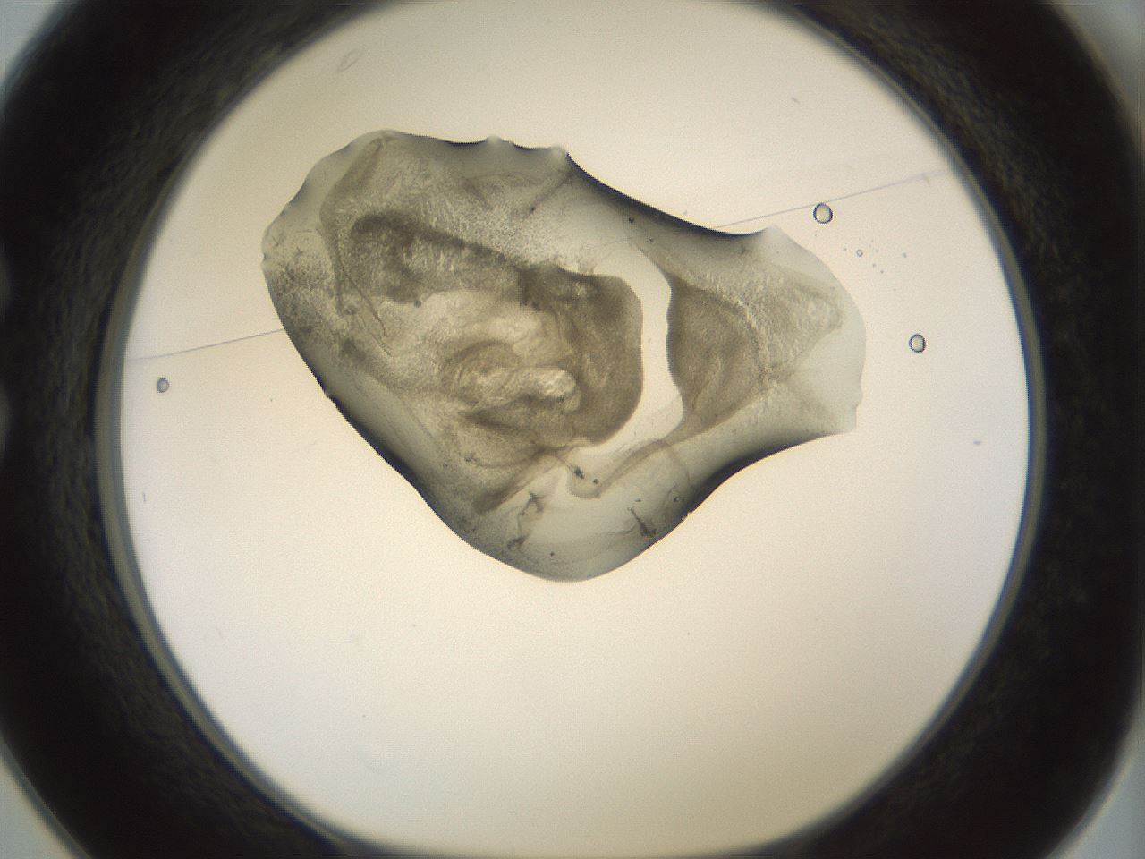 folderID229_plateID1229_batchID3781_wellNum25_profileID1_d1_r70424_ef.jpg