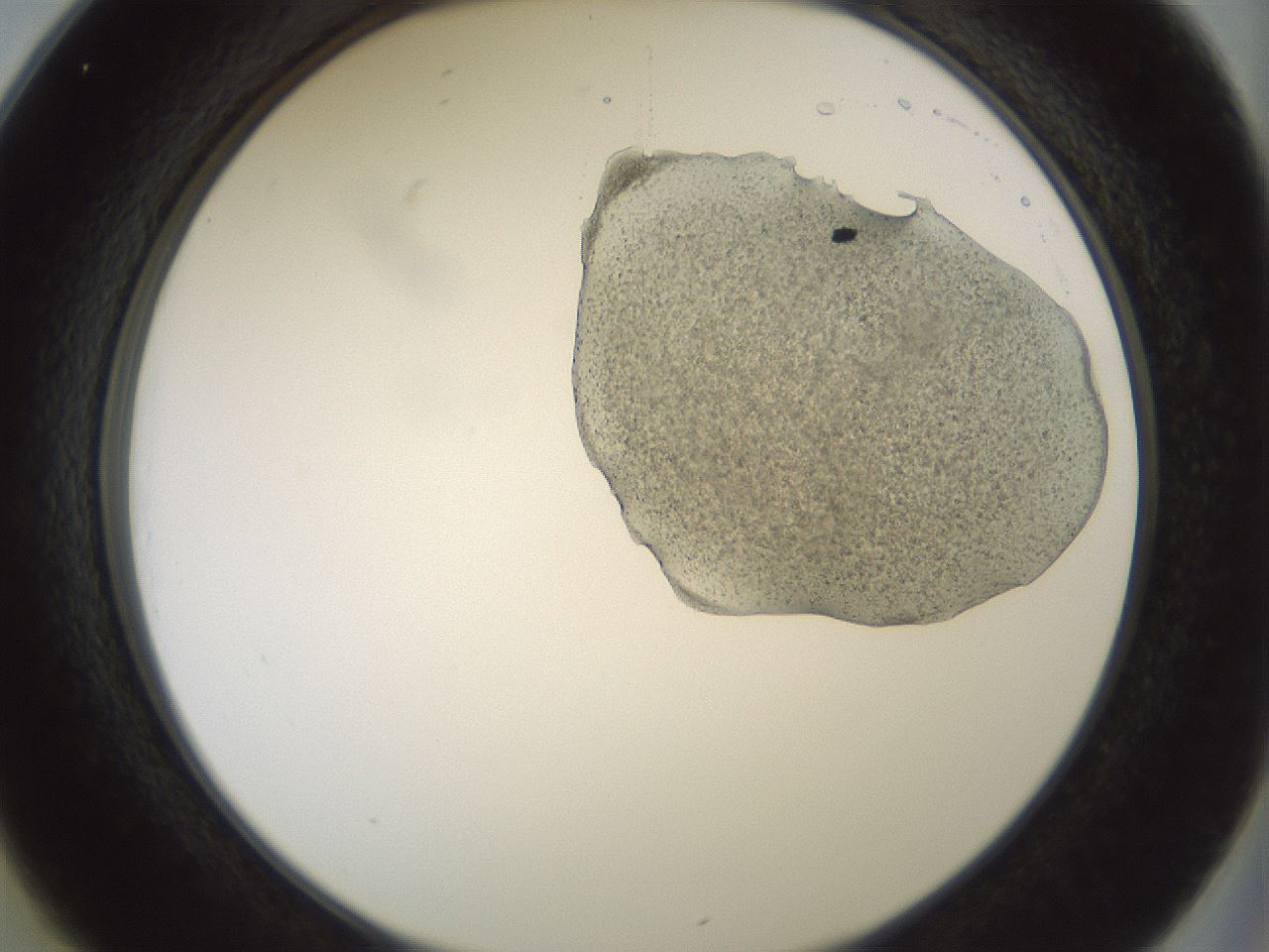 folderID229_plateID1229_batchID3781_wellNum25_profileID1_d2_r71578_ef.jpg
