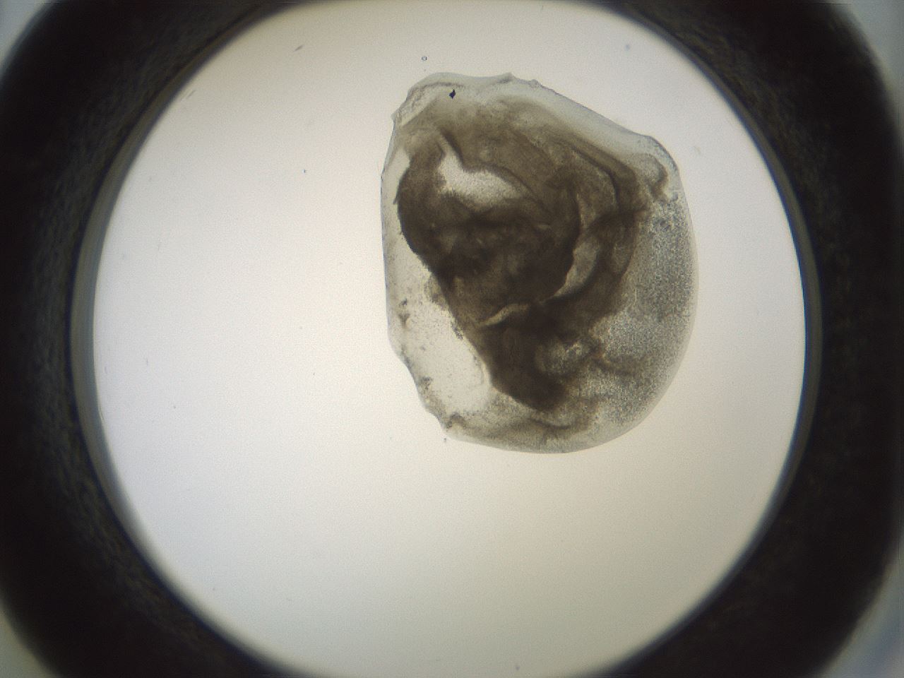 folderID229_plateID1229_batchID3781_wellNum26_profileID1_d2_r71579_ef.jpg