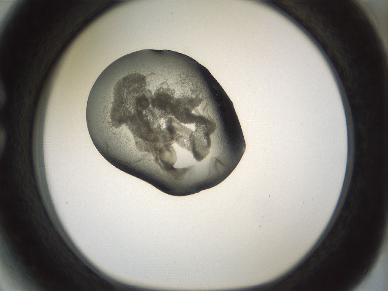 folderID229_plateID1229_batchID3781_wellNum27_profileID1_d1_r70426_ef.jpg
