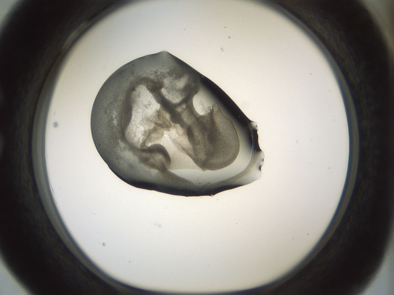 folderID229_plateID1229_batchID3781_wellNum28_profileID1_d1_r70427_ef.jpg