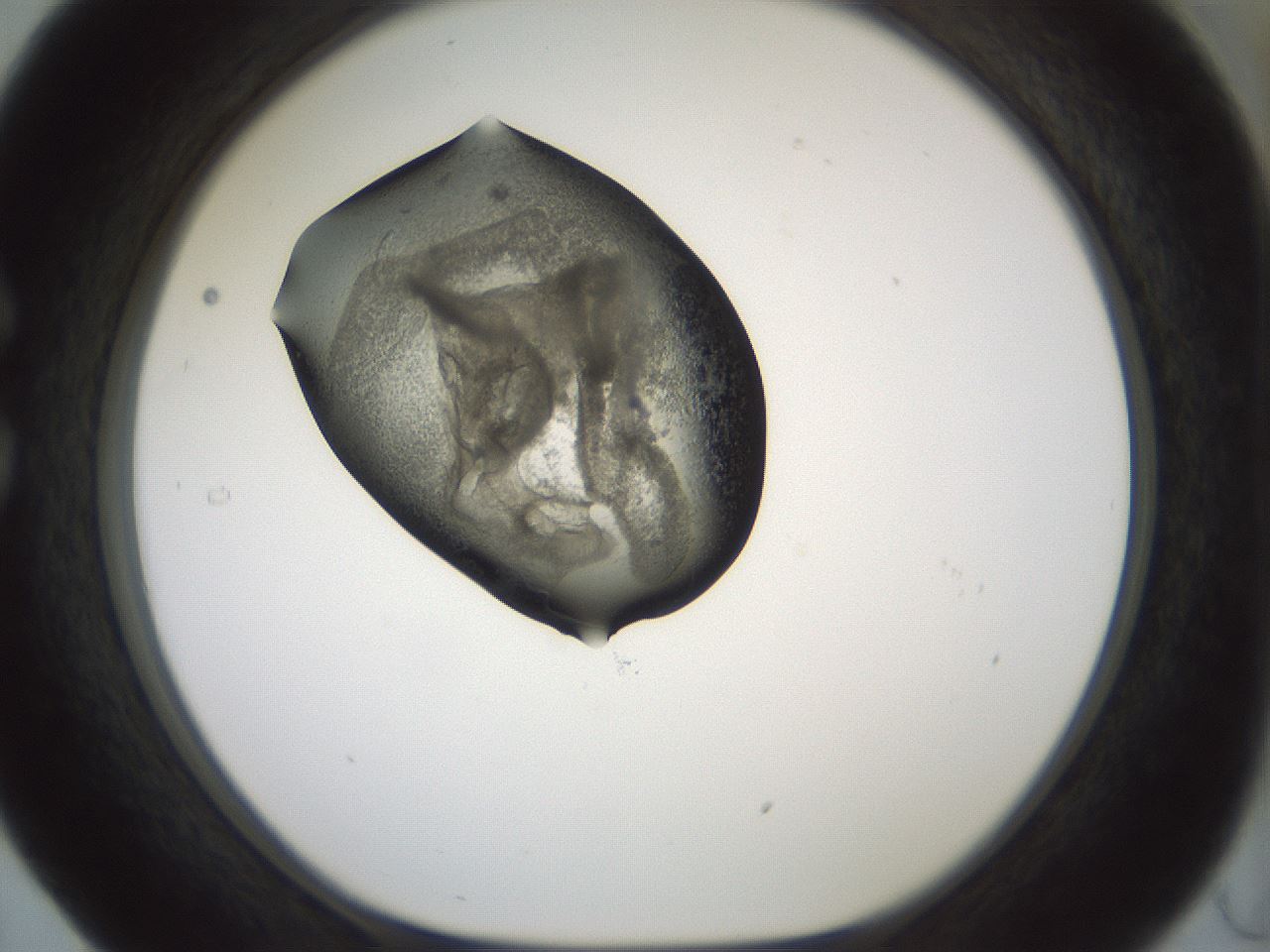 folderID229_plateID1229_batchID3781_wellNum29_profileID1_d1_r70428_ef.jpg