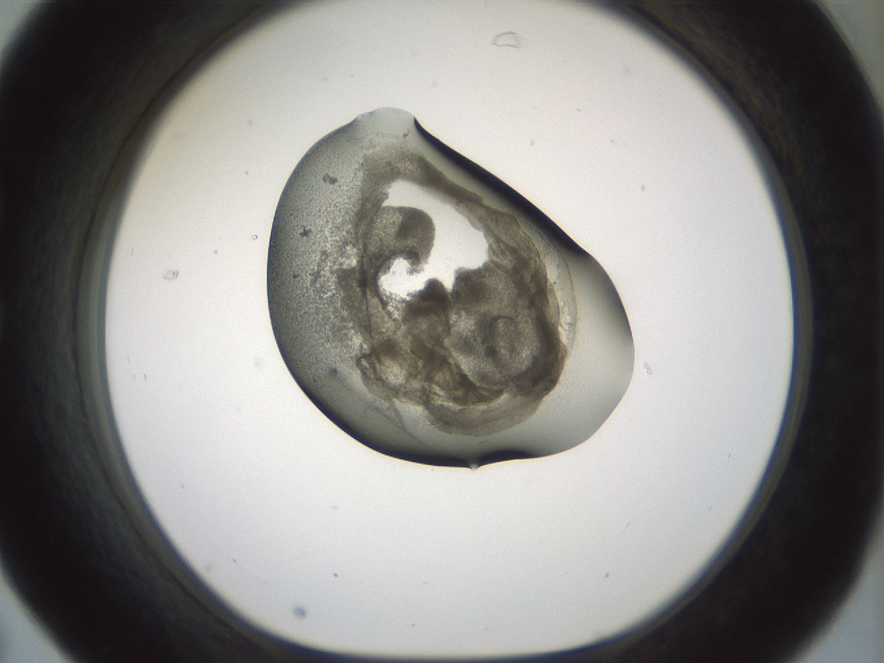 folderID229_plateID1229_batchID3781_wellNum31_profileID1_d1_r70430_ef.jpg