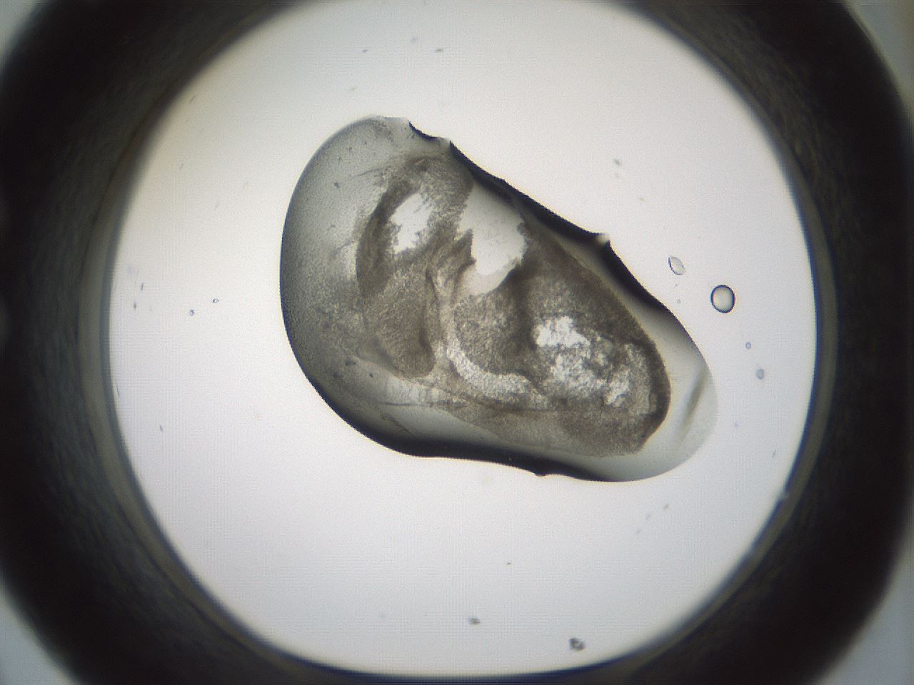 folderID229_plateID1229_batchID3781_wellNum32_profileID1_d1_r70431_ef.jpg
