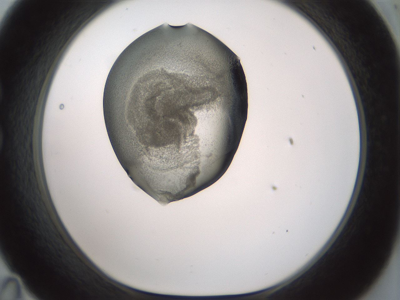 folderID229_plateID1229_batchID3781_wellNum35_profileID1_d1_r70434_ef.jpg