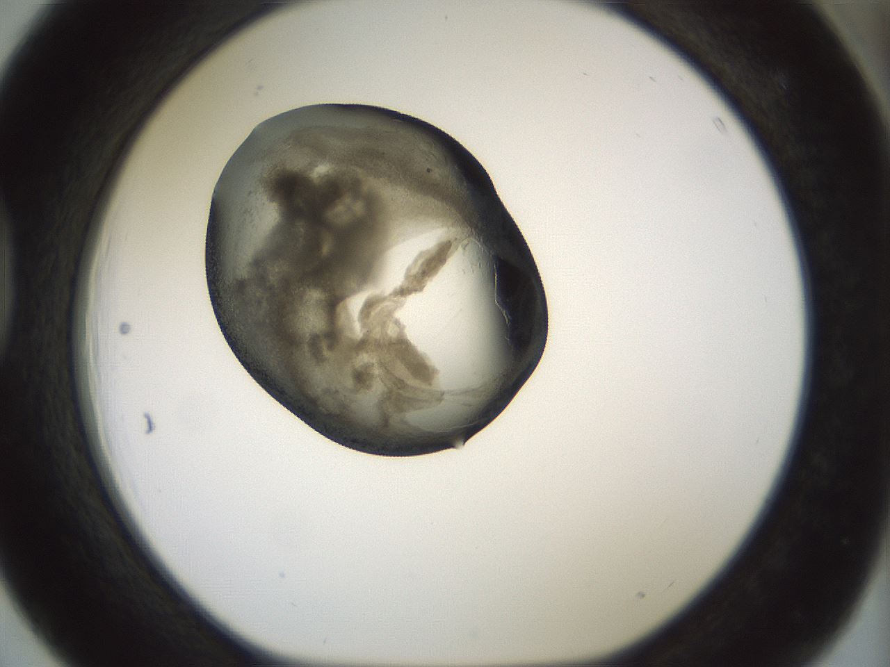 folderID229_plateID1229_batchID3781_wellNum39_profileID1_d1_r70438_ef.jpg