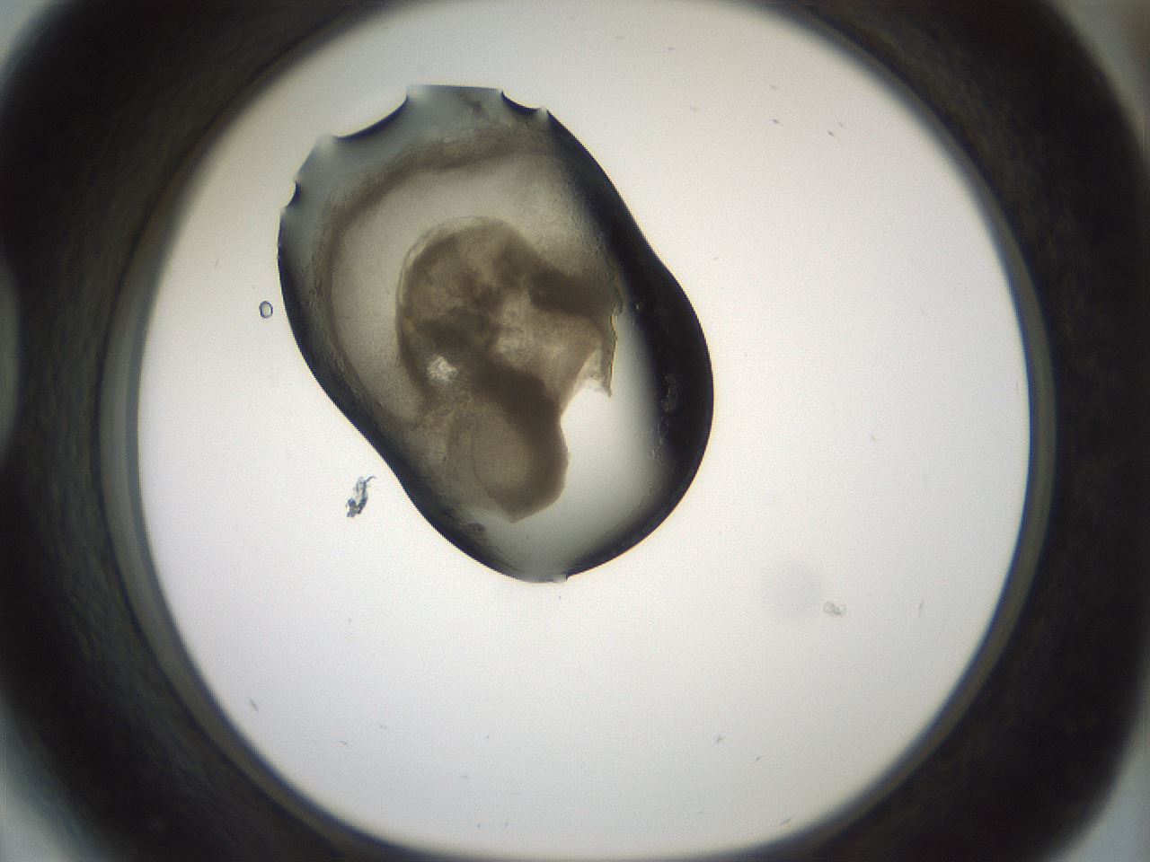 folderID229_plateID1229_batchID3781_wellNum41_profileID1_d1_r70440_ef.jpg