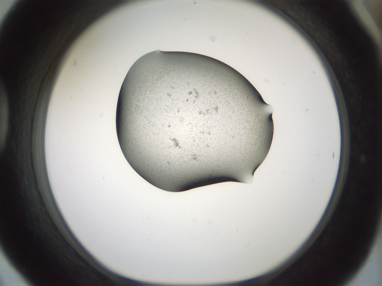 folderID229_plateID1229_batchID3781_wellNum42_profileID1_d1_r70441_ef.jpg