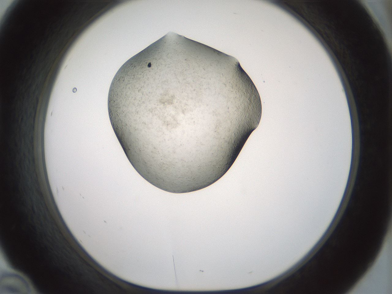 folderID229_plateID1229_batchID3781_wellNum46_profileID1_d1_r70445_ef.jpg