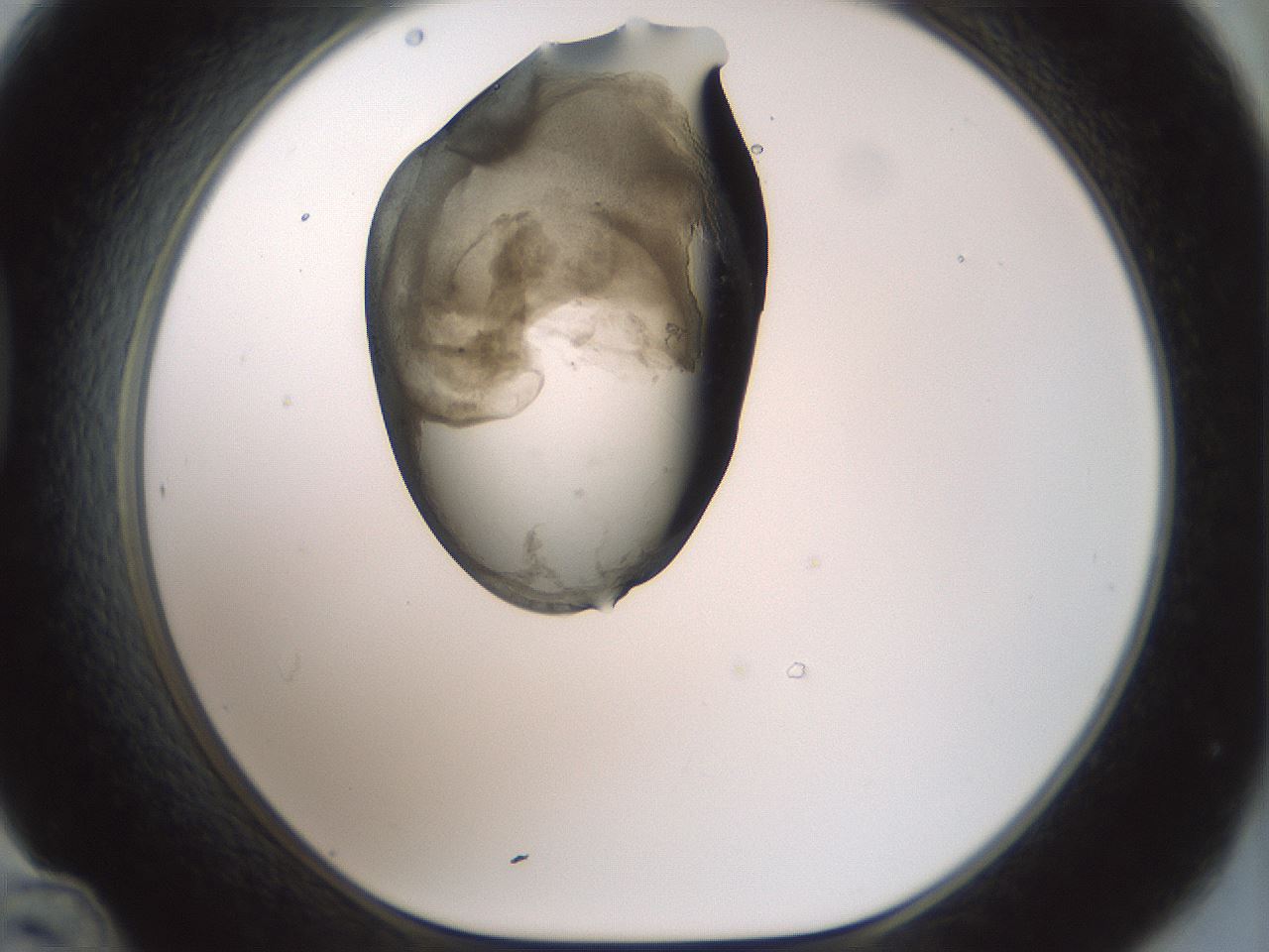 folderID229_plateID1229_batchID3781_wellNum48_profileID1_d1_r70447_ef.jpg