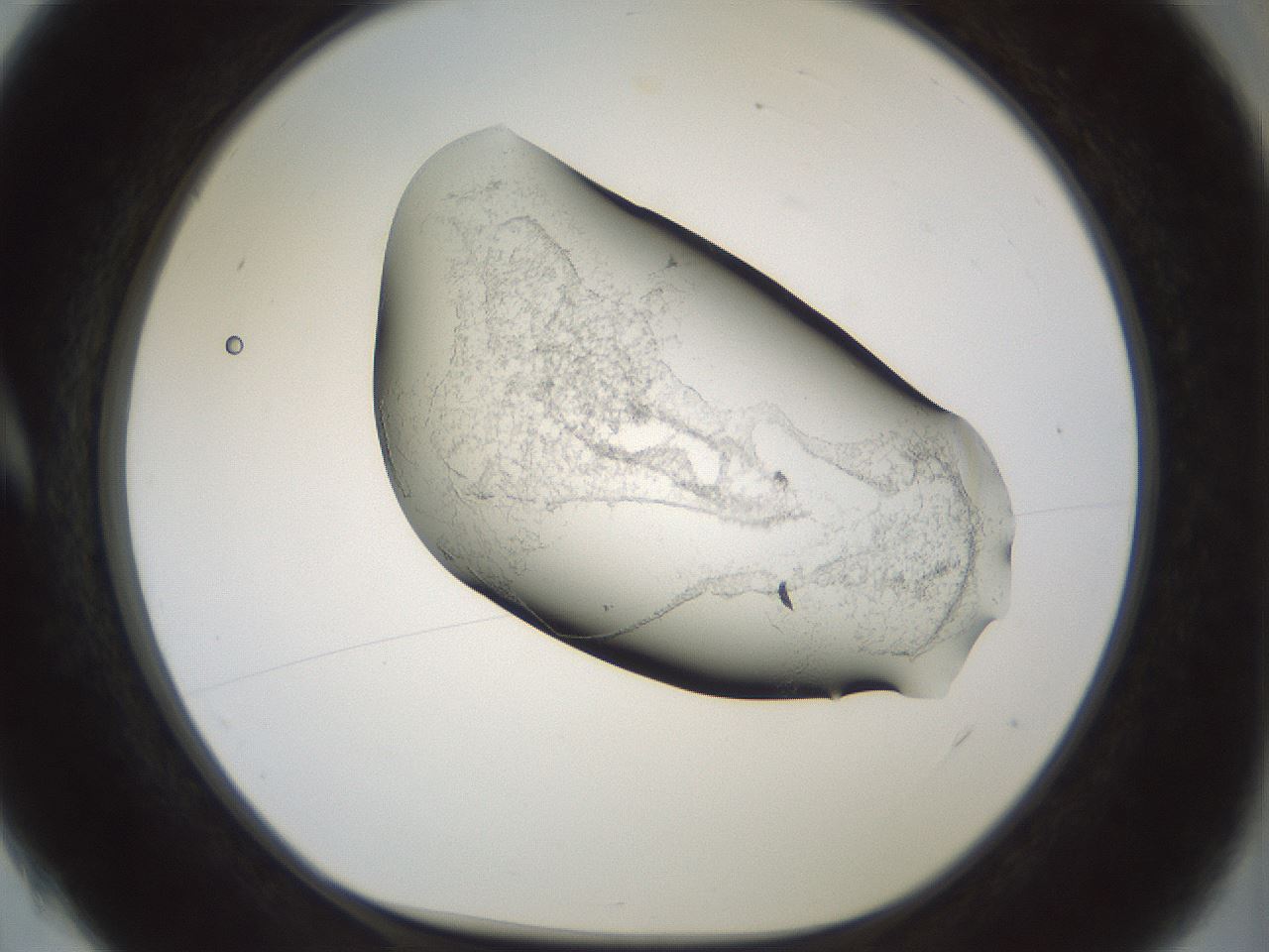 folderID229_plateID1229_batchID3781_wellNum4_profileID1_d1_r70403_ef.jpg