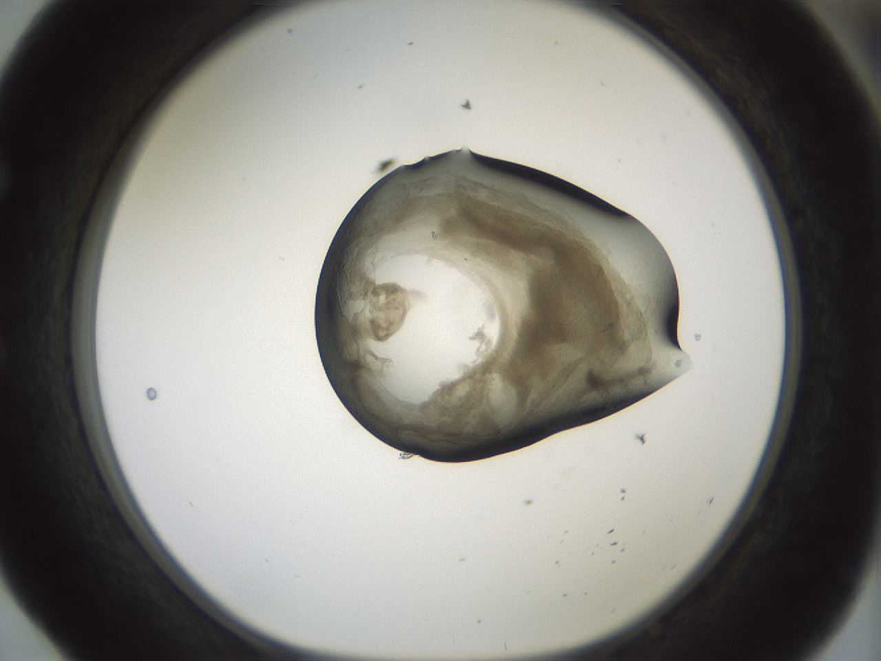 folderID229_plateID1229_batchID3781_wellNum52_profileID1_d1_r70451_ef.jpg