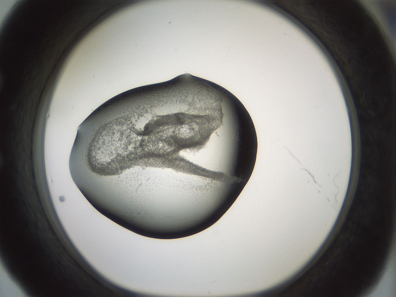 folderID229_plateID1229_batchID3781_wellNum53_profileID1_d1_r70452_ef.jpg