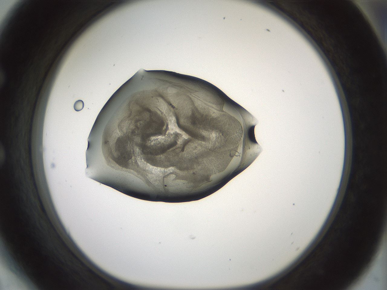 folderID229_plateID1229_batchID3781_wellNum54_profileID1_d1_r70453_ef.jpg