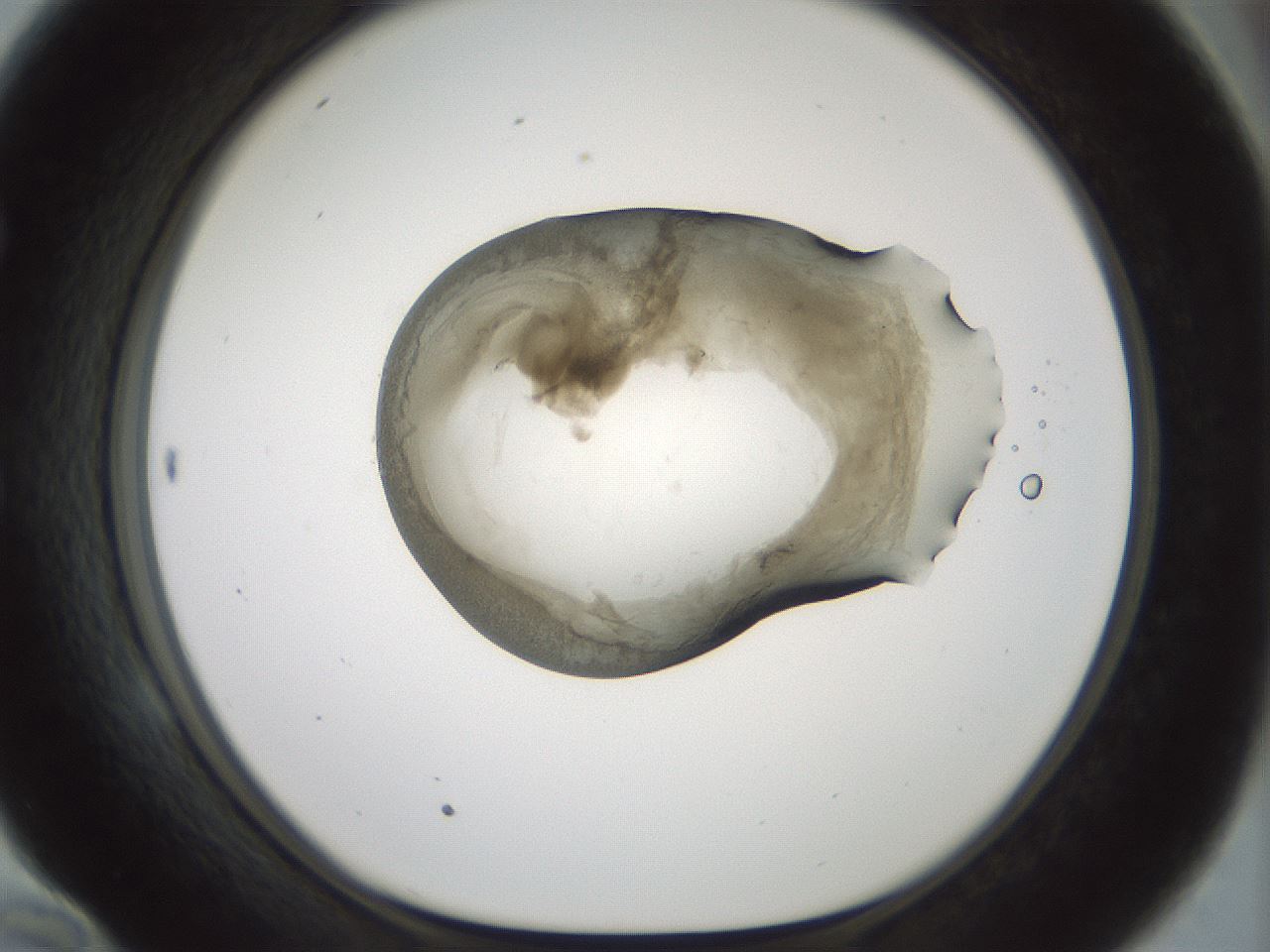 folderID229_plateID1229_batchID3781_wellNum58_profileID1_d1_r70457_ef.jpg