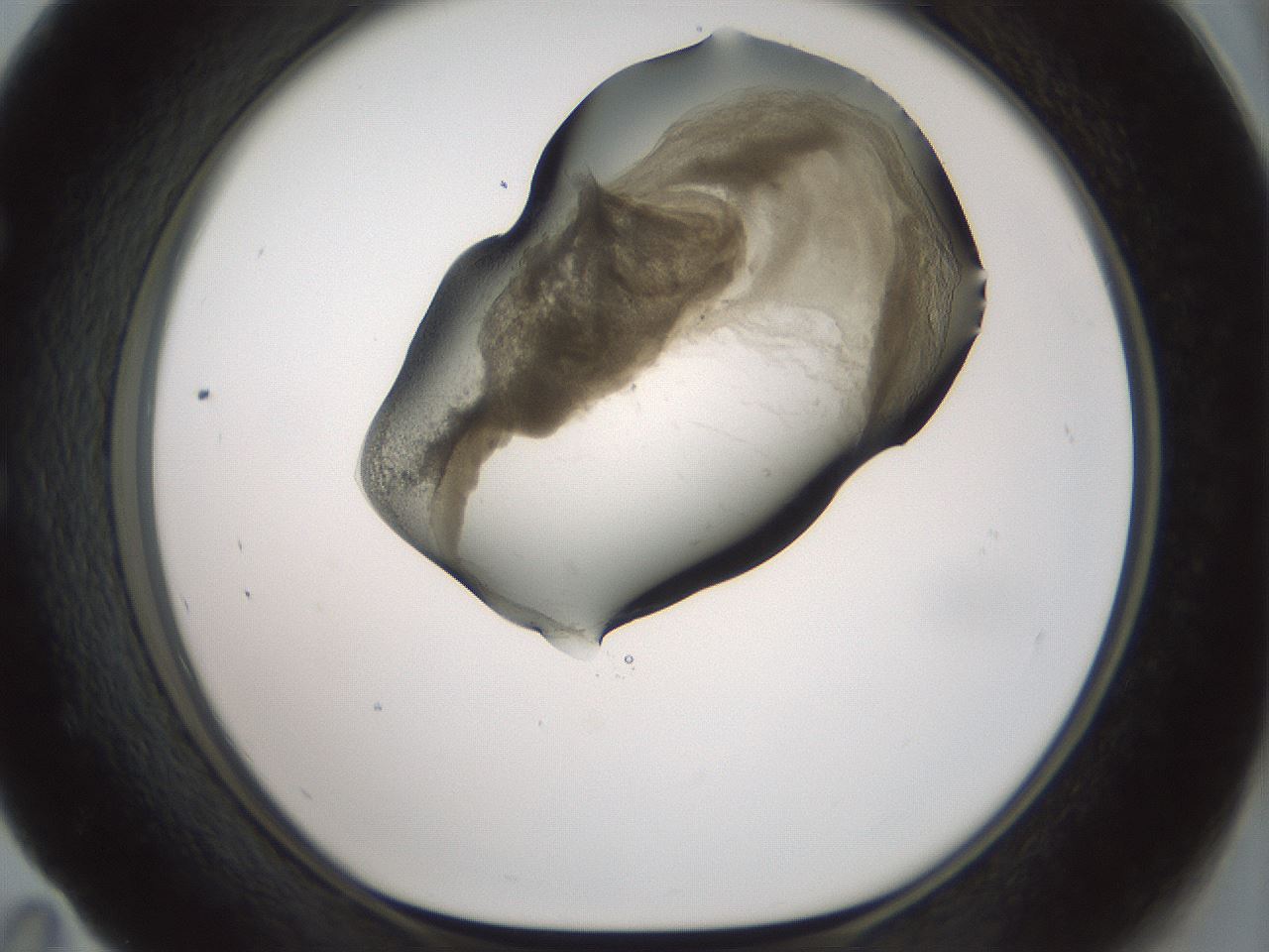 folderID229_plateID1229_batchID3781_wellNum59_profileID1_d1_r70458_ef.jpg