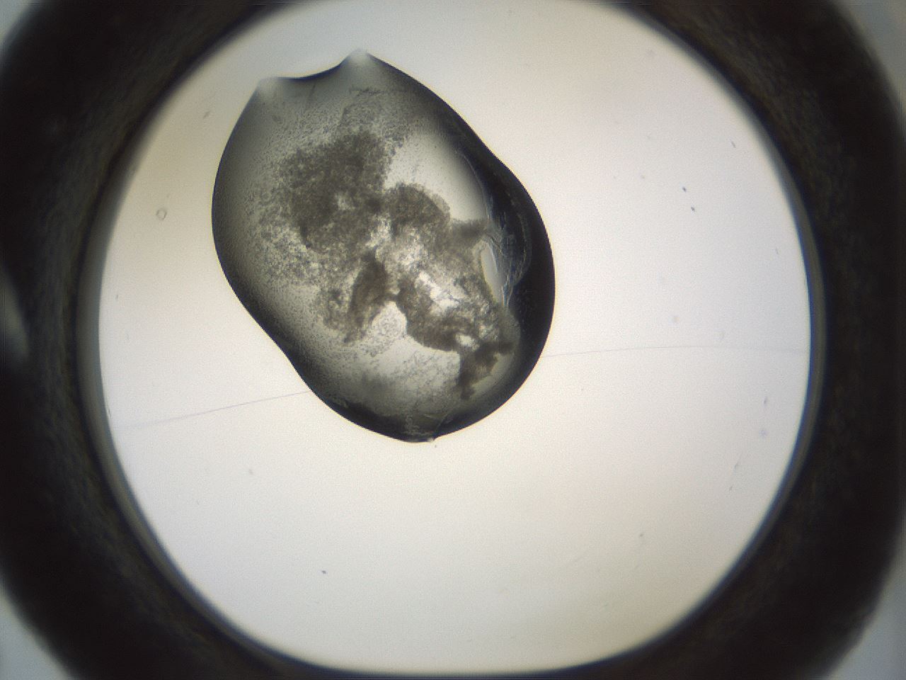 folderID229_plateID1229_batchID3781_wellNum5_profileID1_d1_r70404_ef.jpg