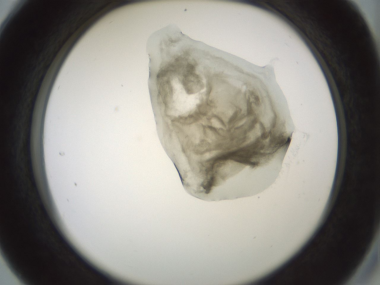 folderID229_plateID1229_batchID3781_wellNum28_profileID1_d2_r71581_ef.jpg