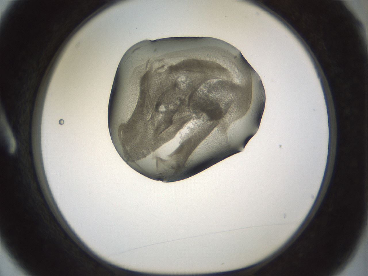 folderID229_plateID1229_batchID3781_wellNum3_profileID1_d1_r70402_ef.jpg