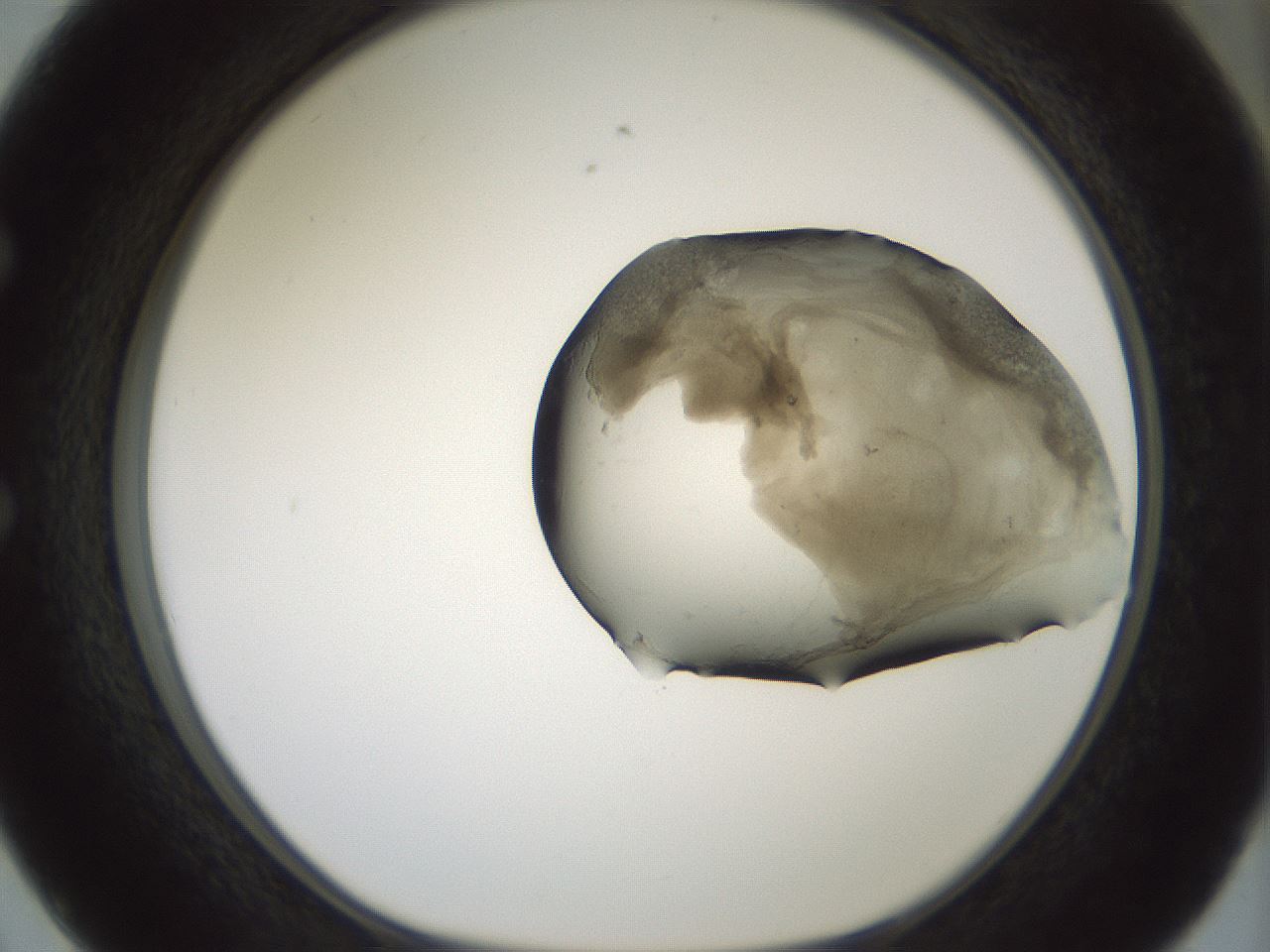 folderID229_plateID1229_batchID3781_wellNum50_profileID1_d1_r70449_ef.jpg