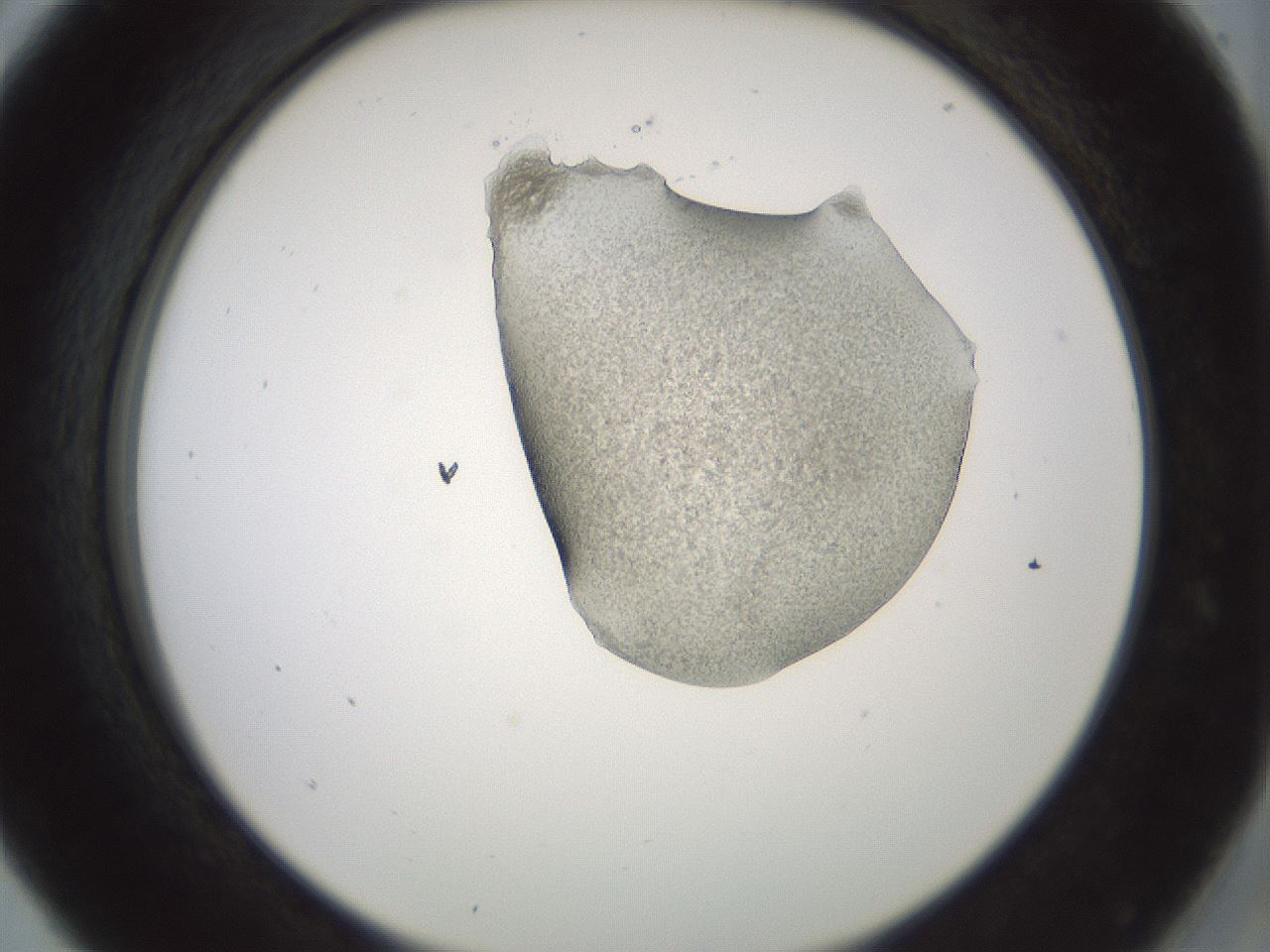 folderID229_plateID1229_batchID3781_wellNum5_profileID1_d2_r71558_ef.jpg