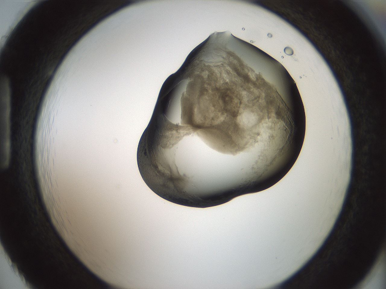 folderID229_plateID1229_batchID3781_wellNum86_profileID1_d1_r70485_ef.jpg