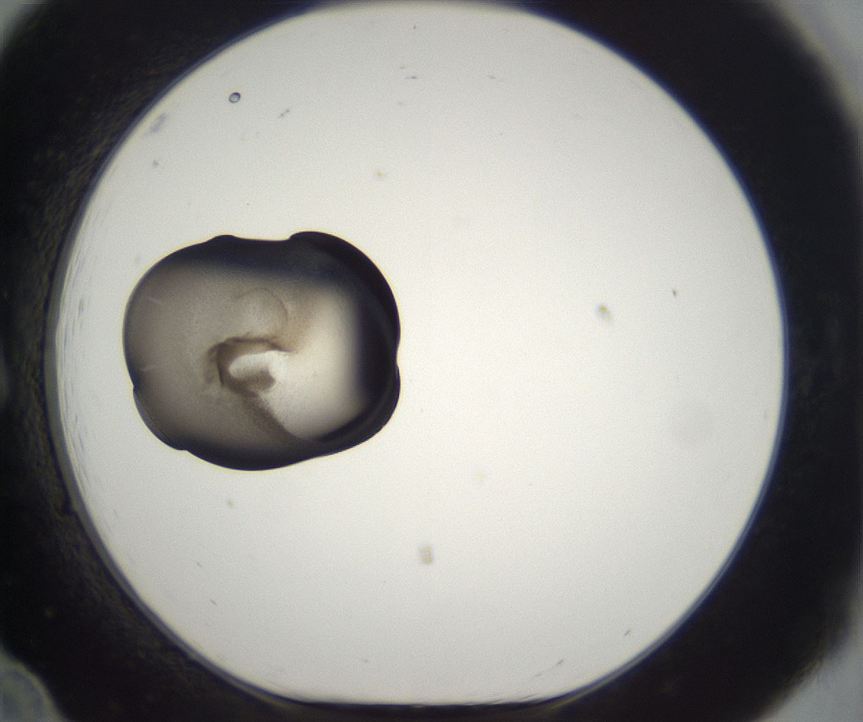 folderID229_plateID2229_batchID10100_wellNum12_profileID1_d1_r154097_ef.jpg