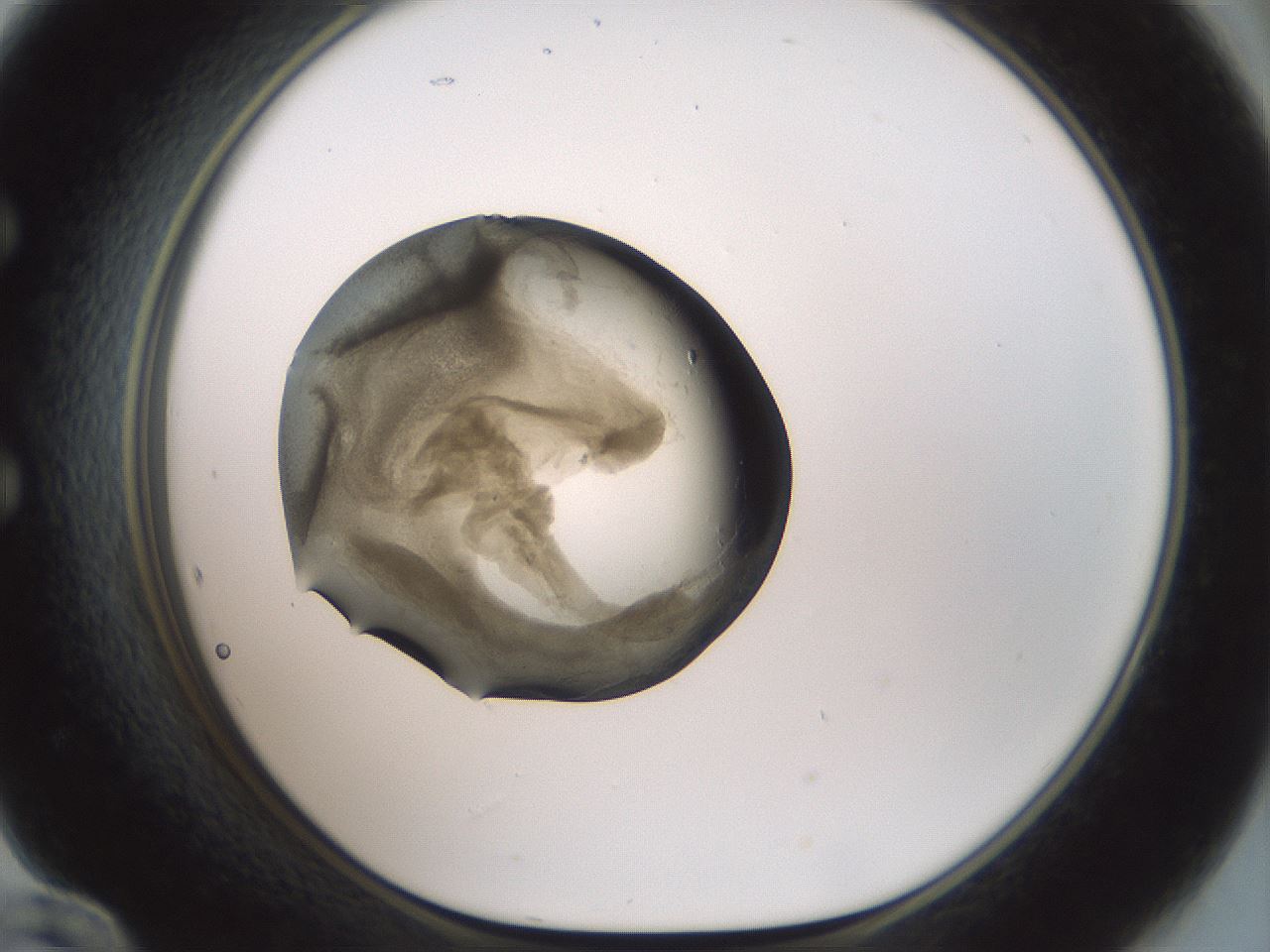 folderID229_plateID1229_batchID3781_wellNum60_profileID1_d1_r70459_ef.jpg