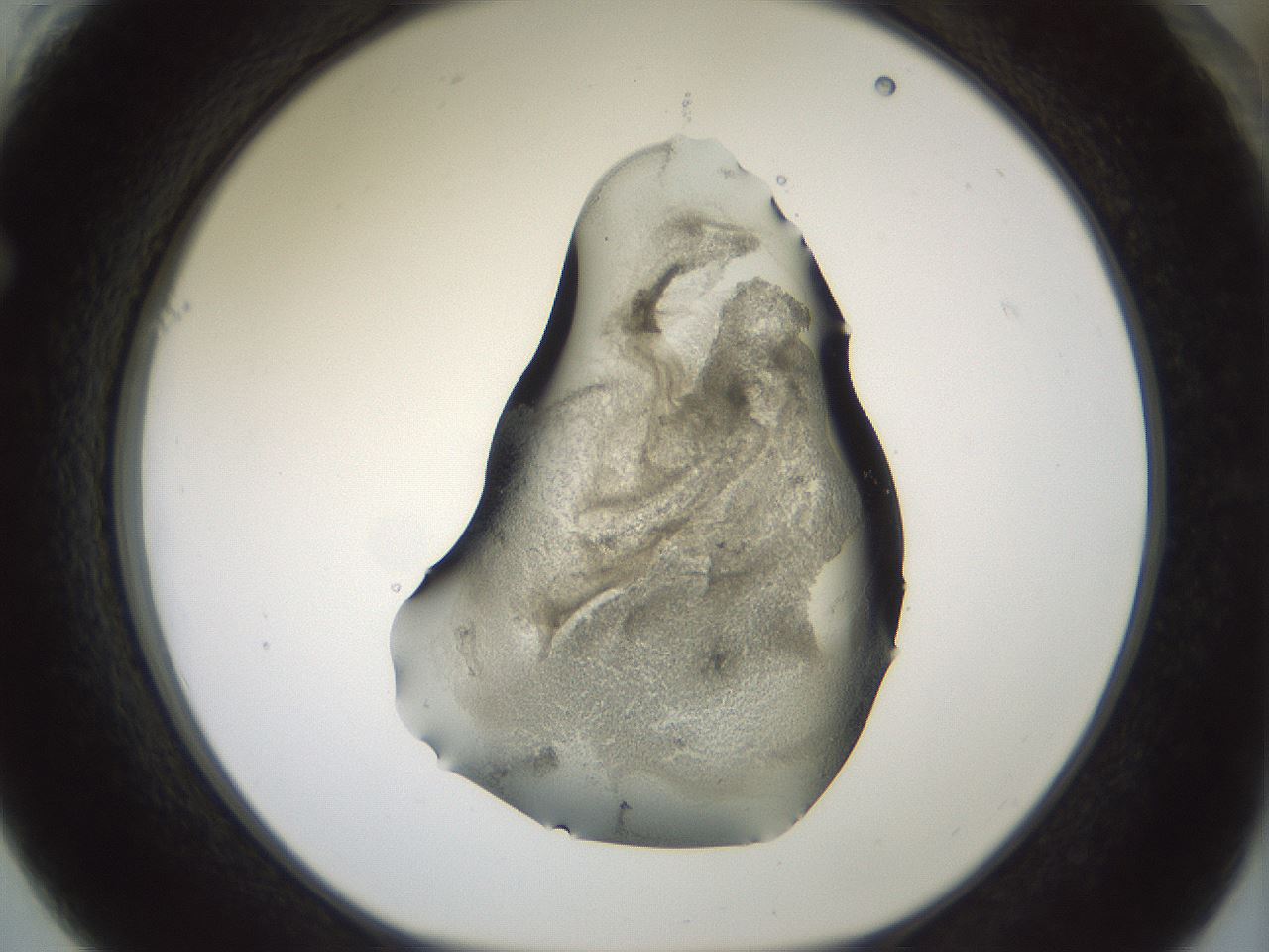 folderID229_plateID1229_batchID3781_wellNum61_profileID1_d1_r70460_ef.jpg