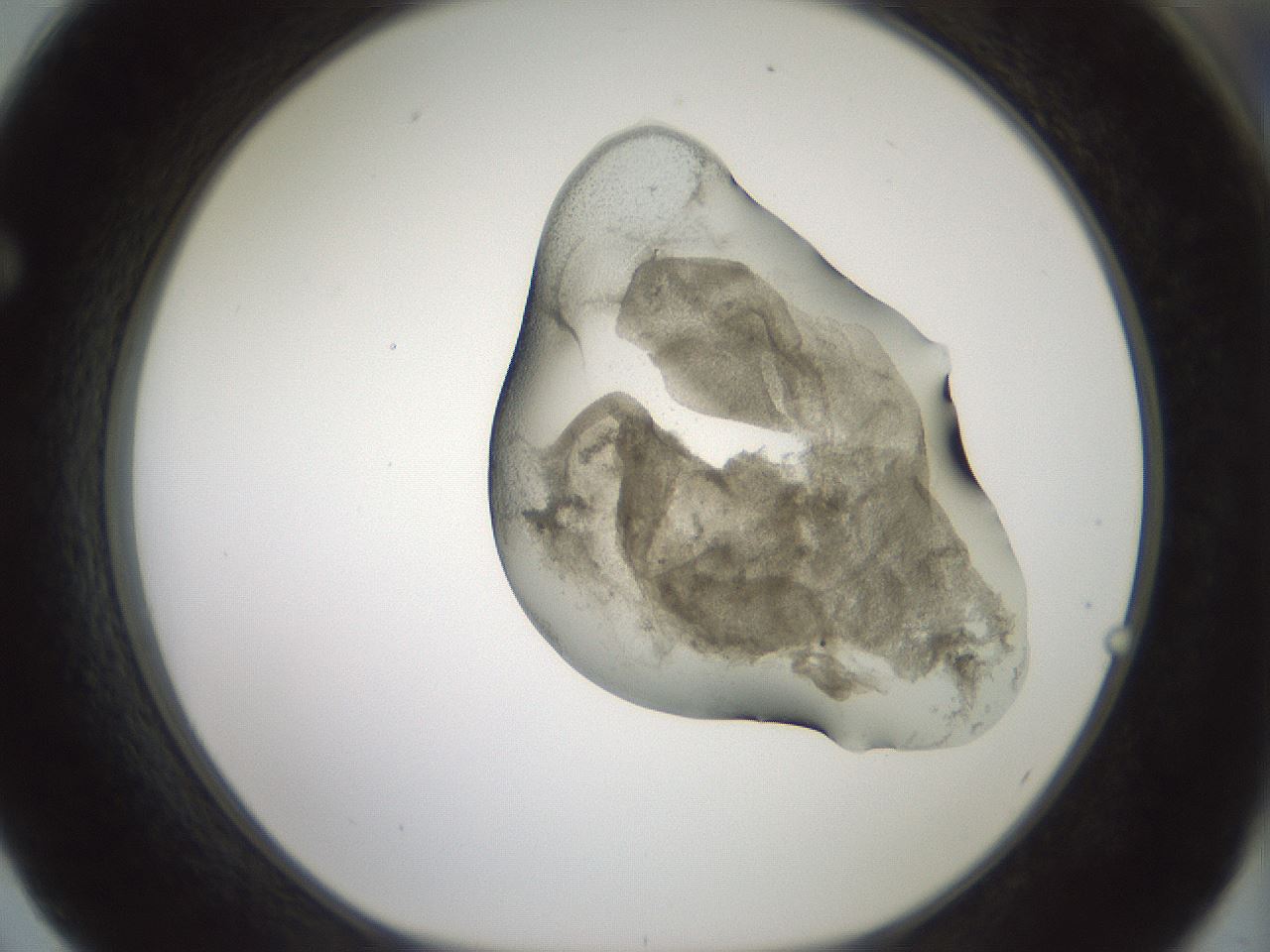 folderID229_plateID1229_batchID3781_wellNum62_profileID1_d1_r70461_ef.jpg