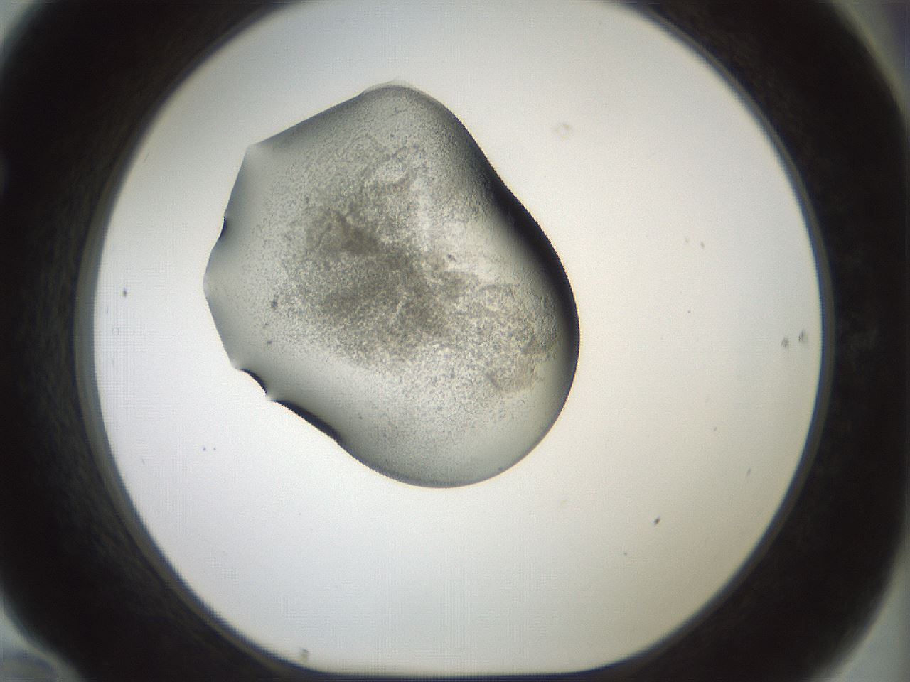 folderID229_plateID1229_batchID3781_wellNum70_profileID1_d1_r70469_ef.jpg