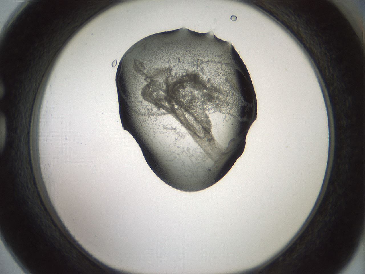 folderID229_plateID1229_batchID3781_wellNum73_profileID1_d1_r70472_ef.jpg