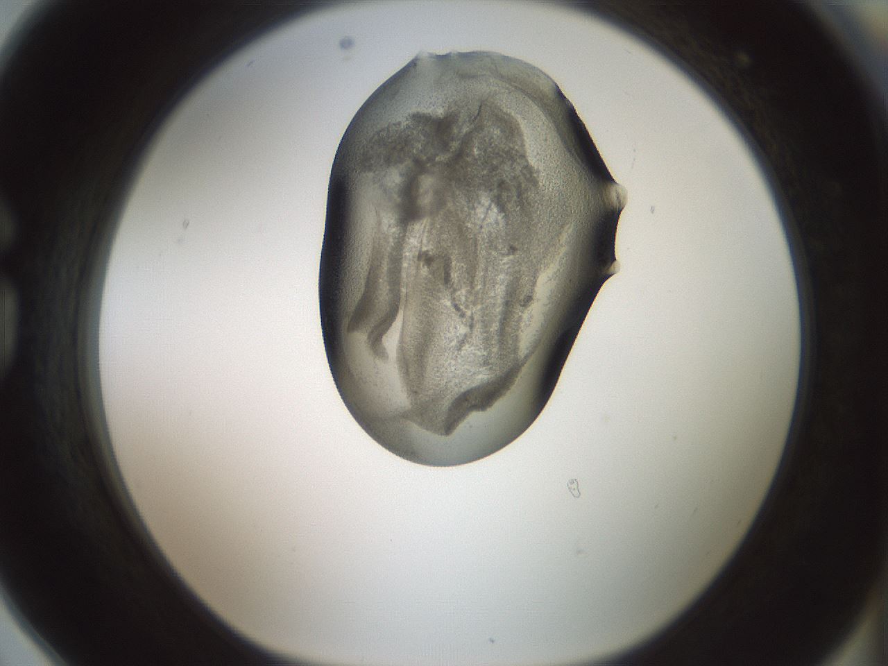 folderID229_plateID1229_batchID3781_wellNum78_profileID1_d1_r70477_ef.jpg