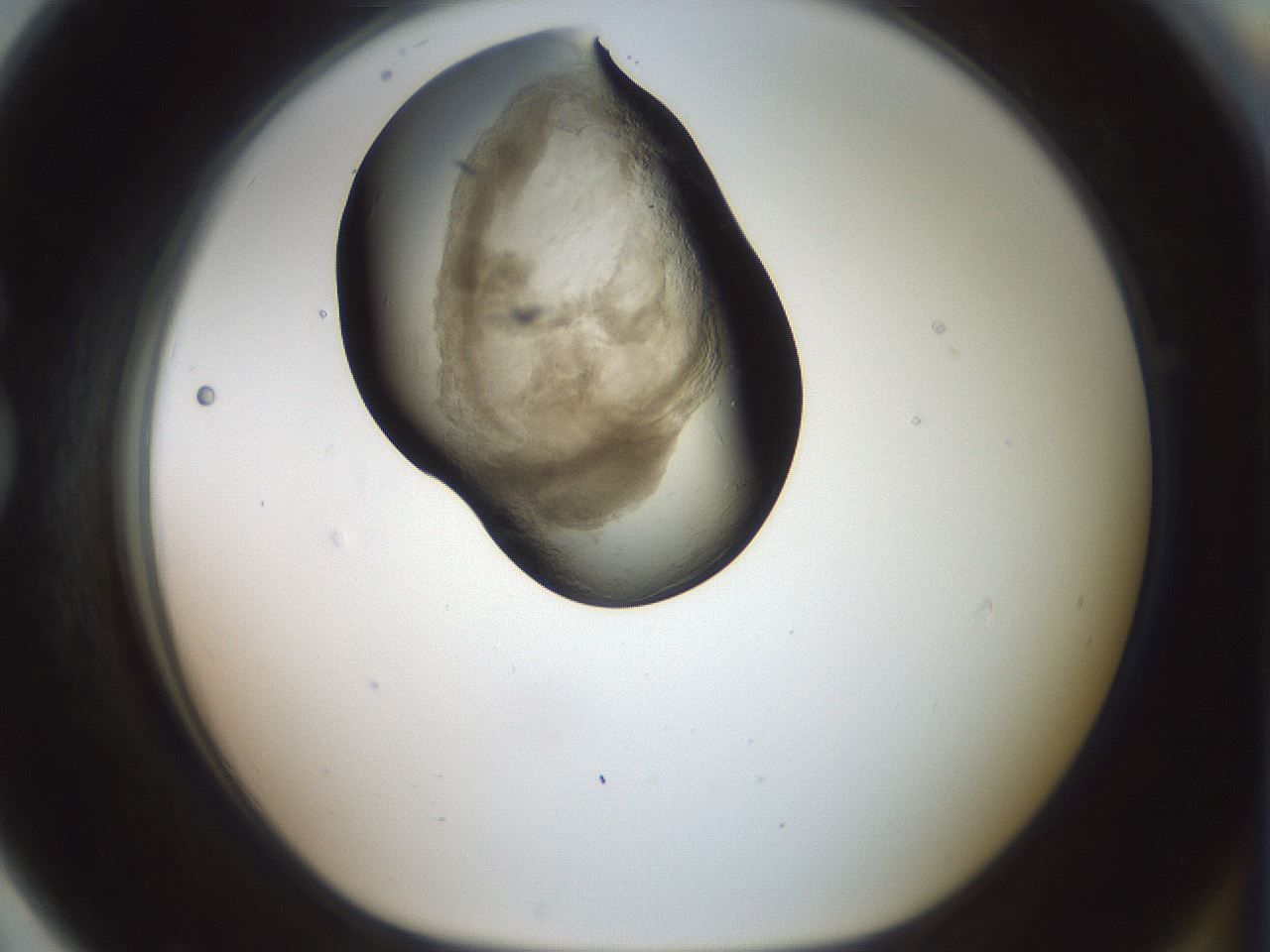 folderID229_plateID1229_batchID3781_wellNum79_profileID1_d1_r70478_ef.jpg