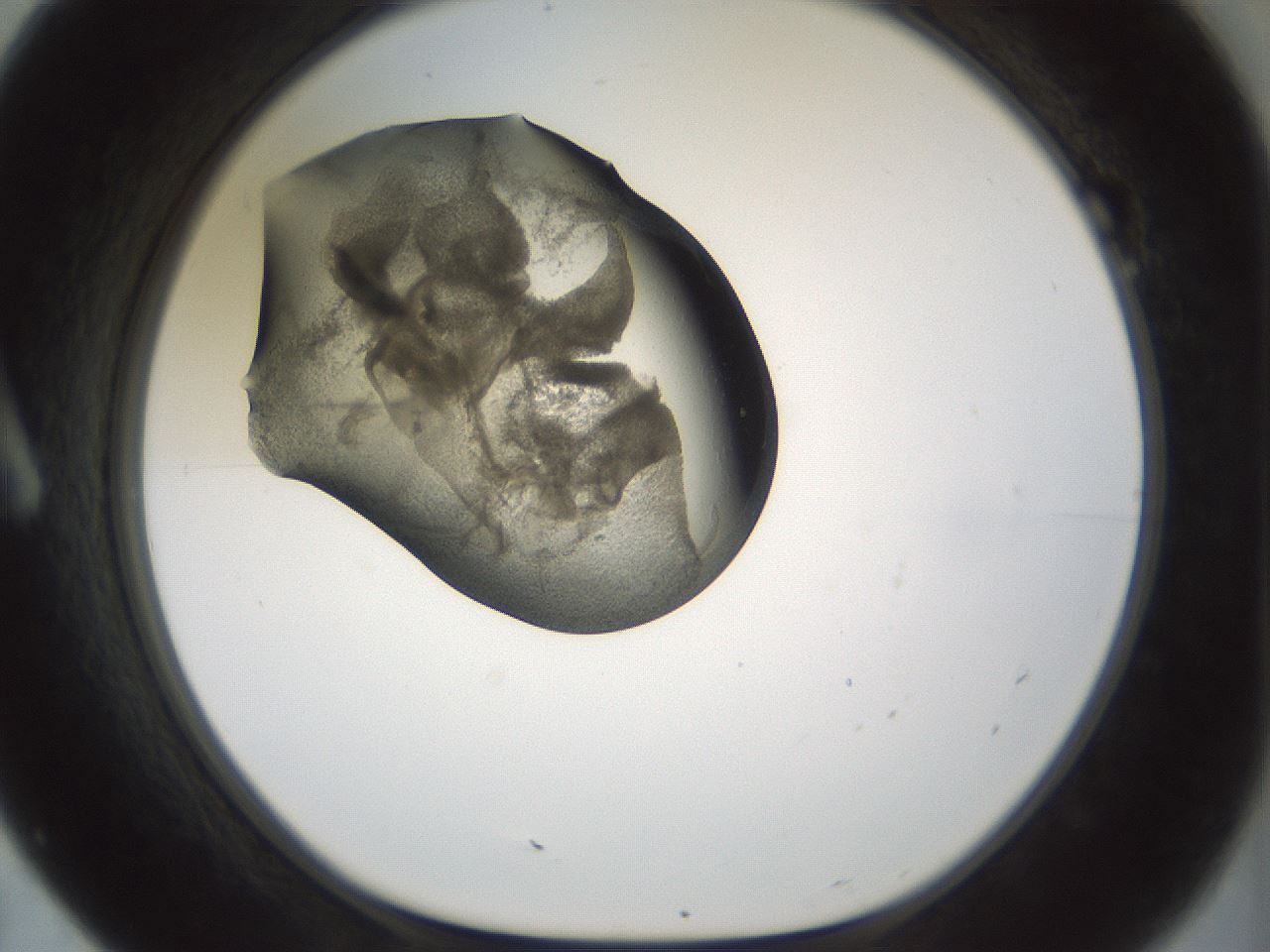 folderID229_plateID1229_batchID3781_wellNum7_profileID1_d1_r70406_ef.jpg