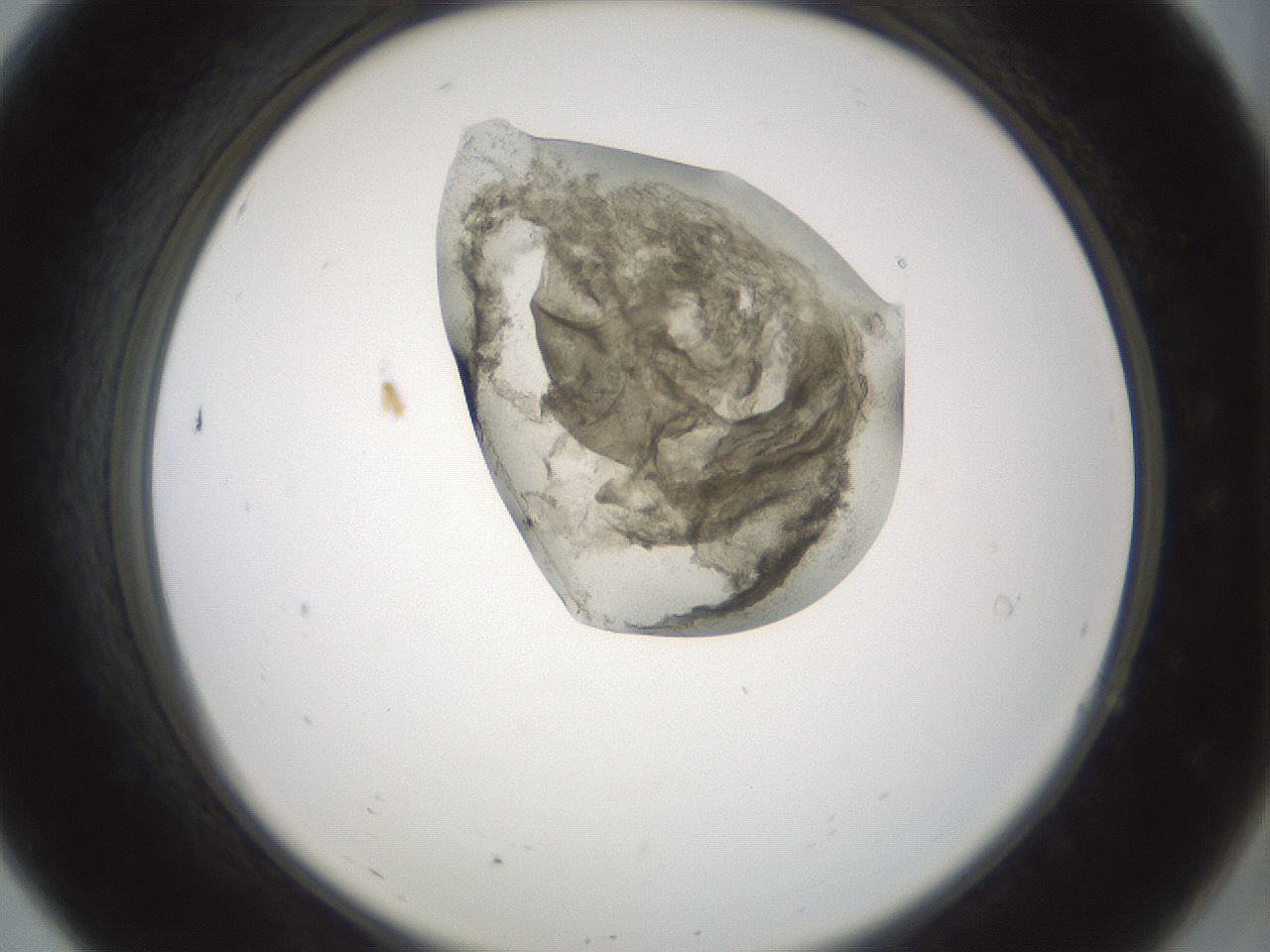 folderID229_plateID1229_batchID3781_wellNum7_profileID1_d2_r71560_ef.jpg
