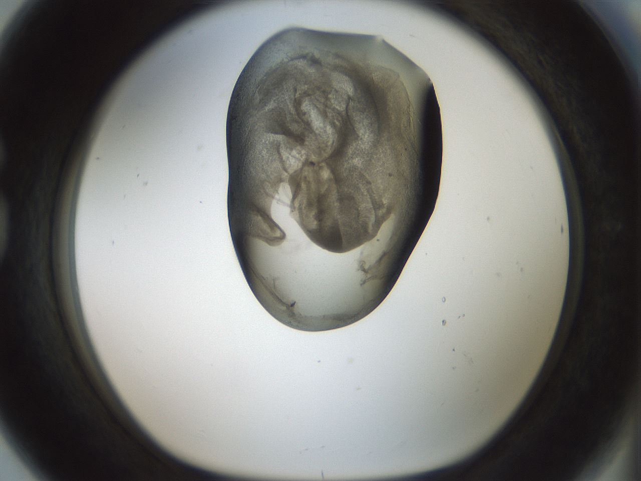 folderID229_plateID1229_batchID3781_wellNum80_profileID1_d1_r70479_ef.jpg
